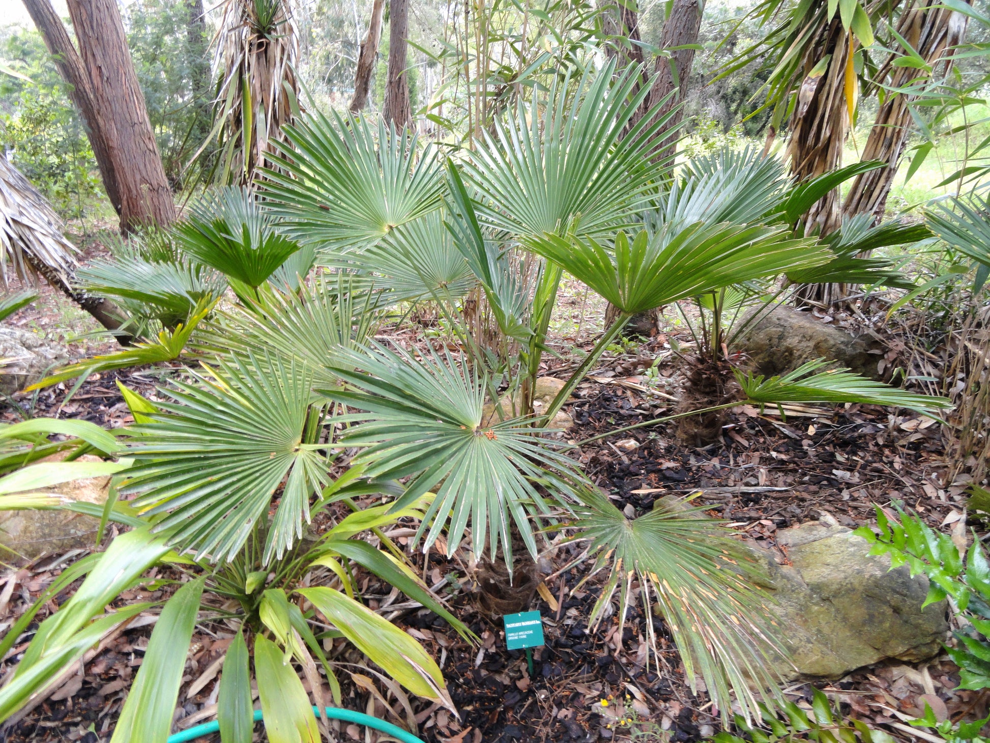 Trachycarpus wagnerianus - Miniature Chusan Palm palm tree