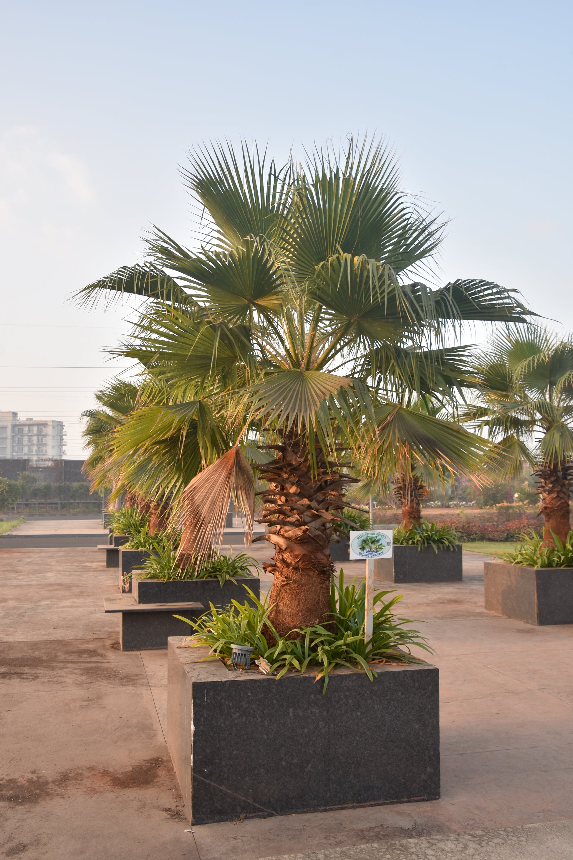 Washingtonia robusta - Mexican Fan Palm palm tree