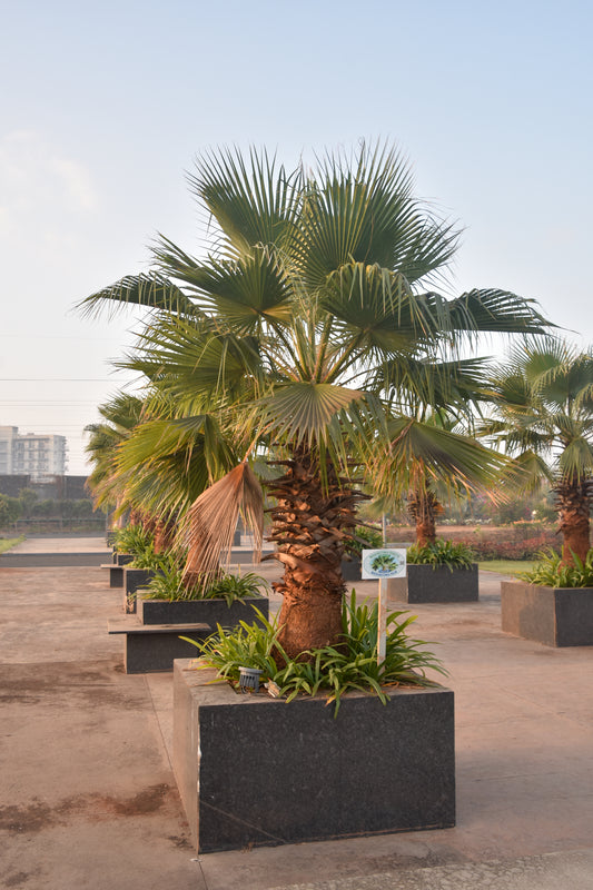Washingtonia robusta - Mexican Fan Palm palm tree