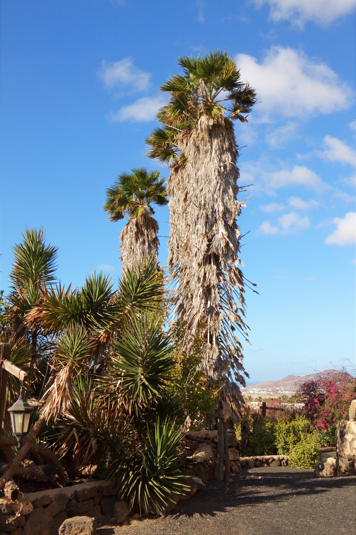 Washingtonia robusta seeds close-up