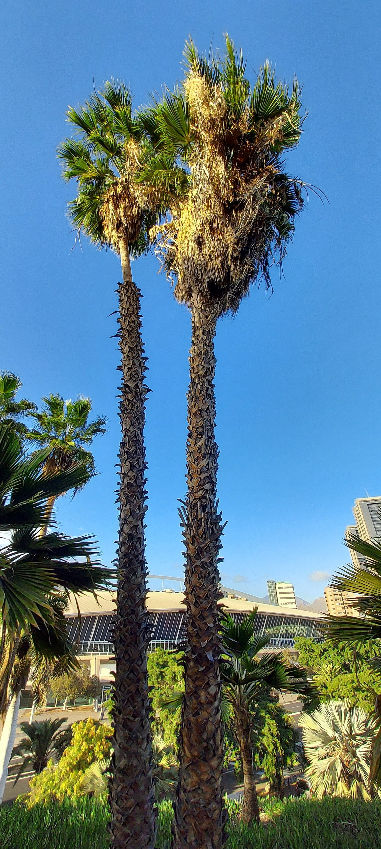 Washingtonia robusta growing in natural habitat