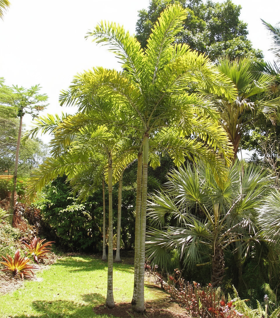 Graines de Wodyetia bifurcata