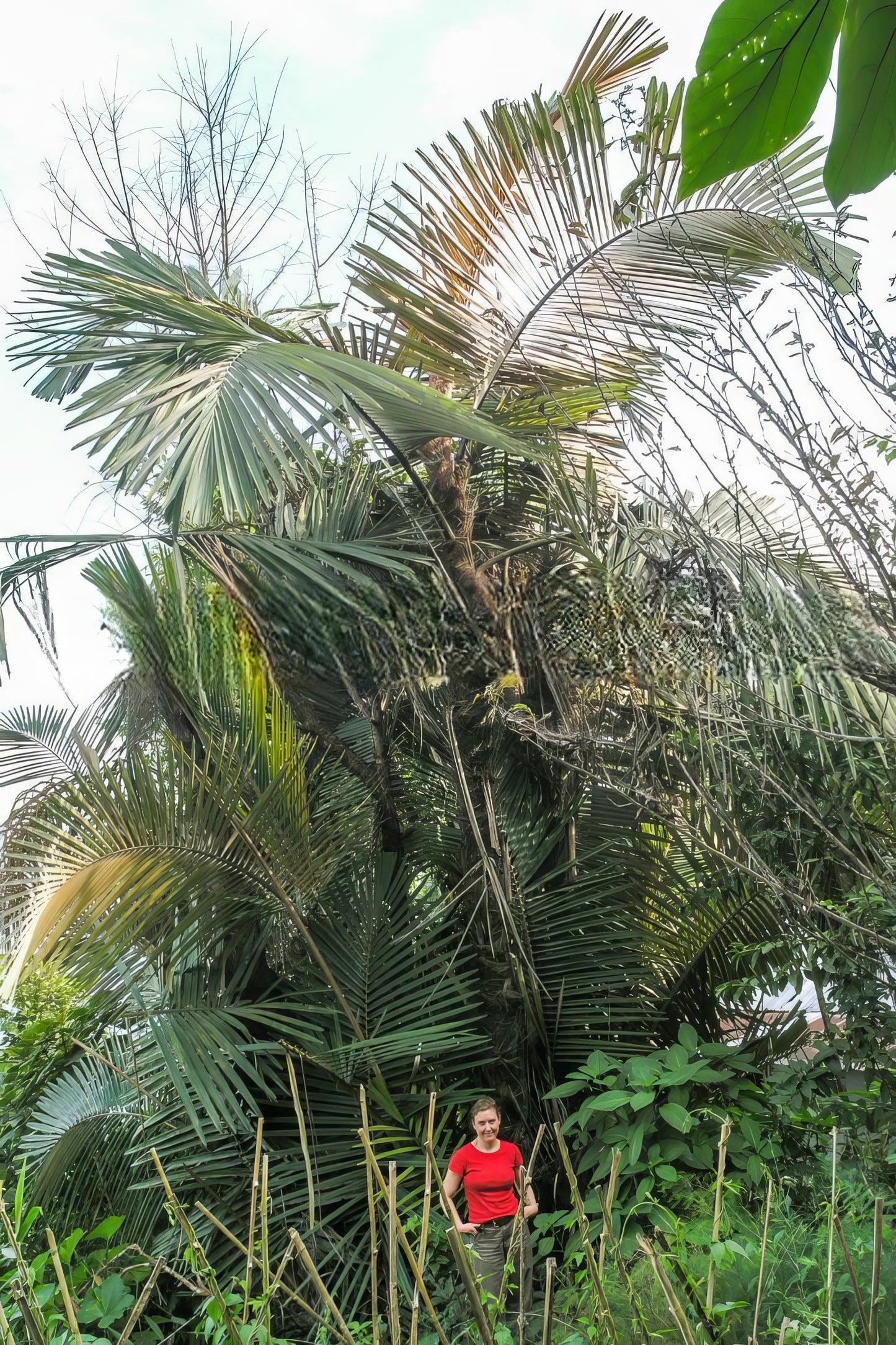 Arenga micrantha, Tibetan Sugar Palm - 5 Seeds