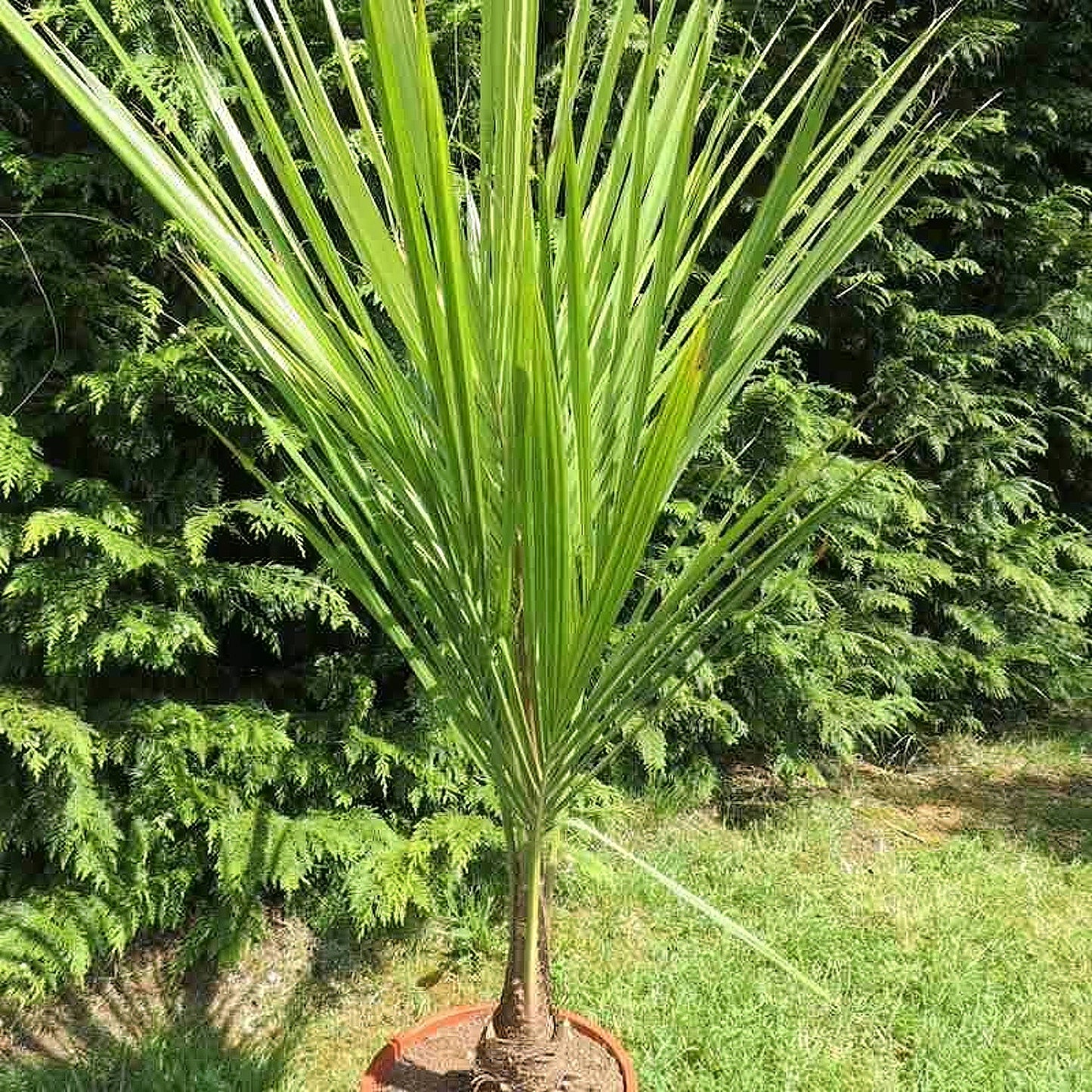 Beccariophoenix alfredii, High Plateau Coconut Palm - 5 x seeds