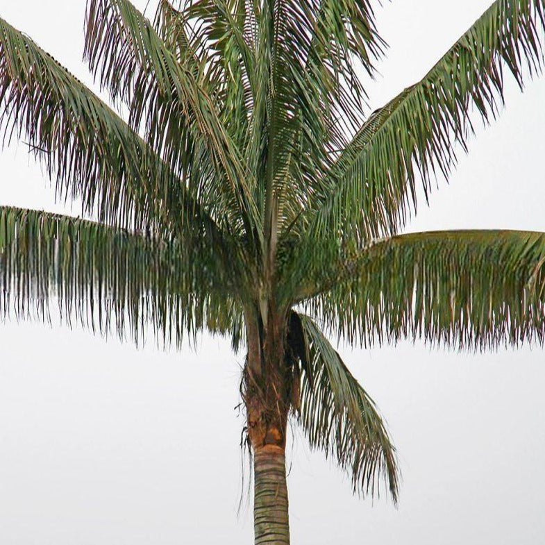 Ceroxylon quindiuense  Quindio Wax Palm