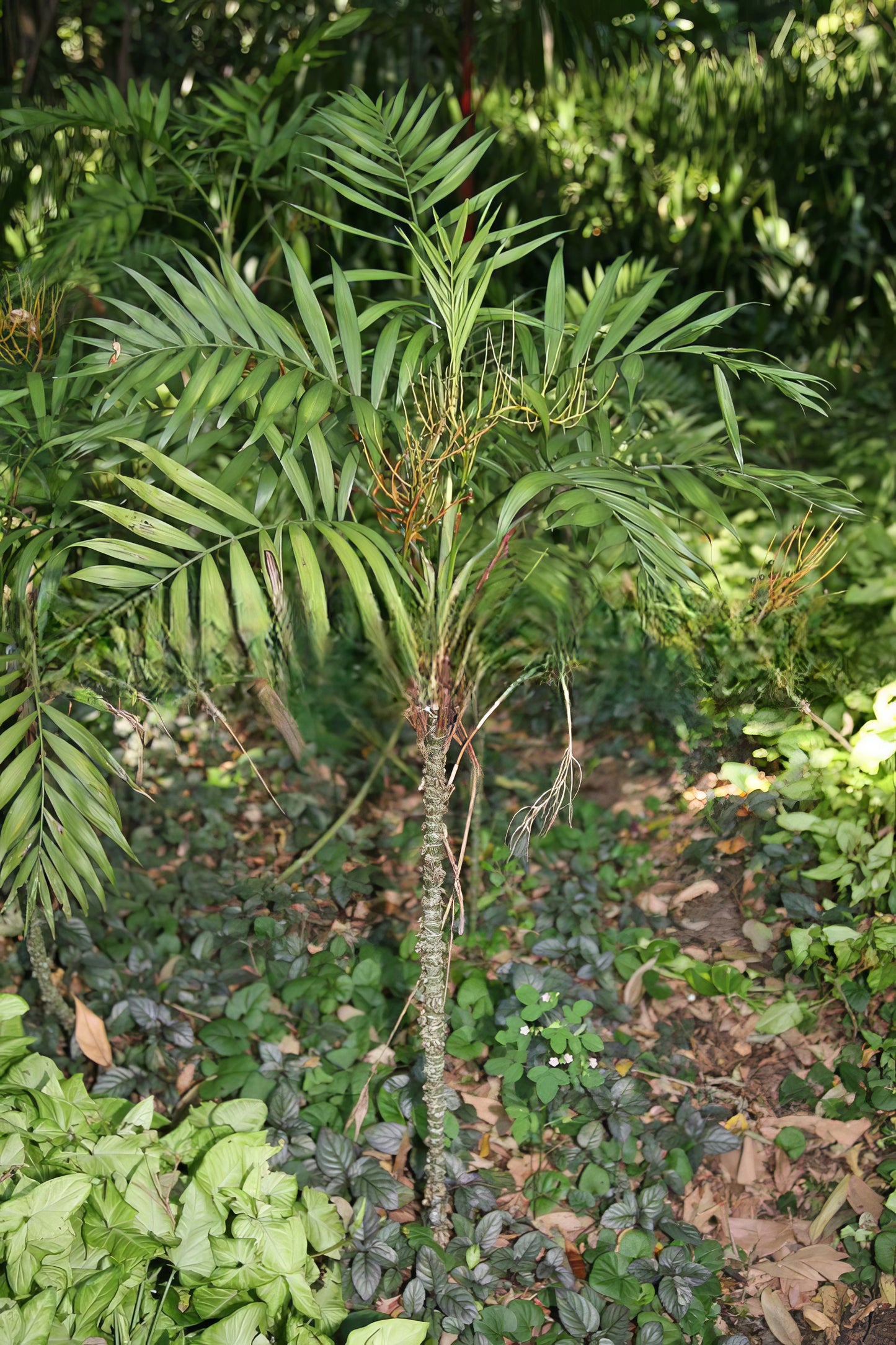 Chamaedorea elegans, Parlor Palm - 20 x fresh seeds