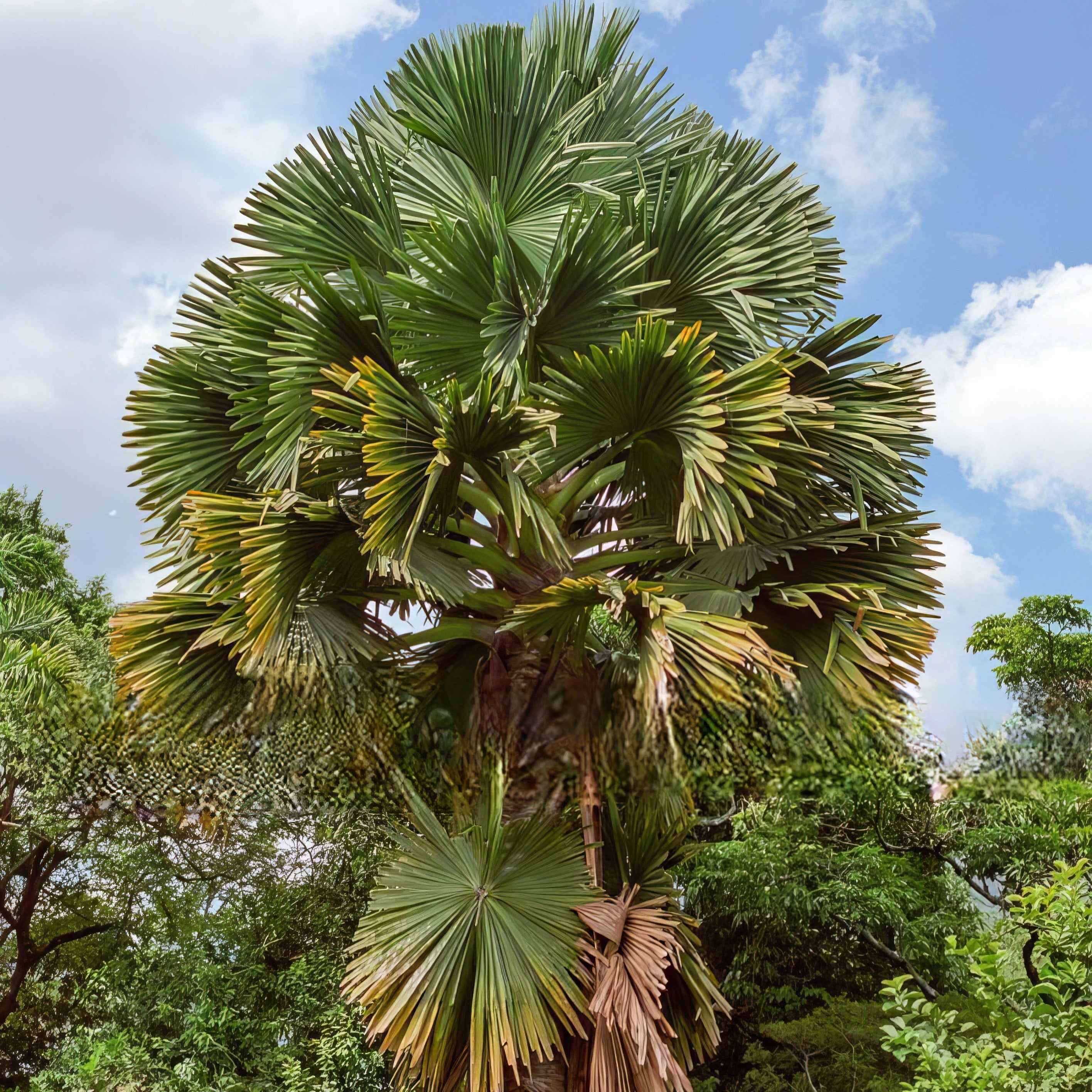 Acorypha Corypha umbraculifera – Talipot Palm (Seeds) | VIRIAR