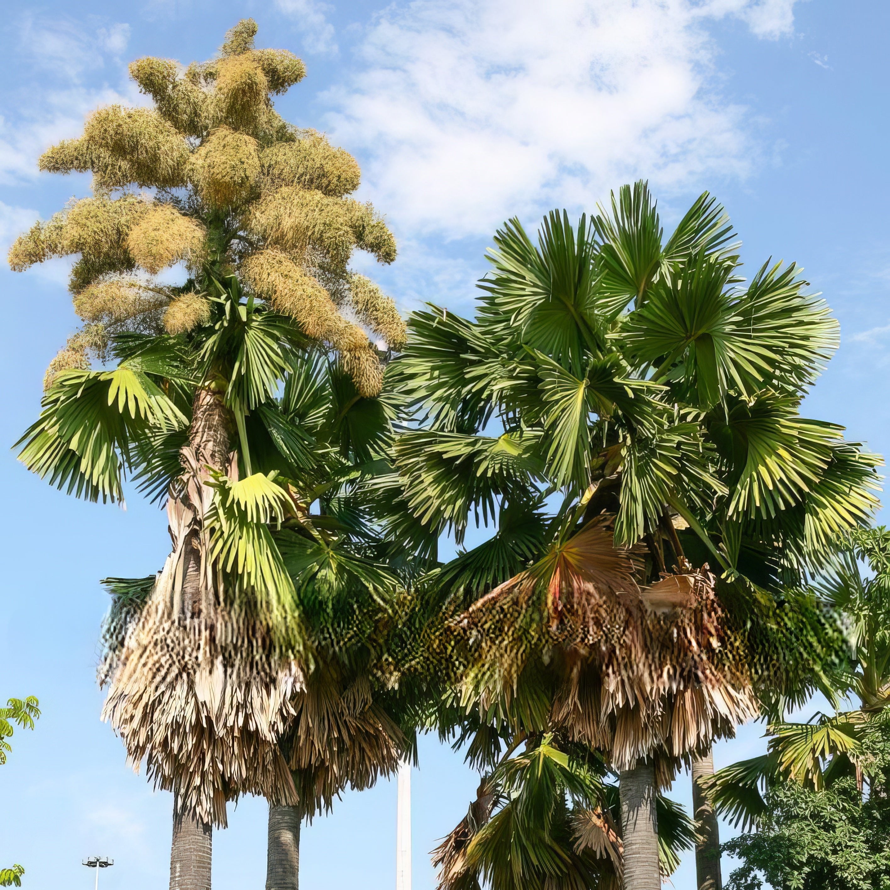 Acorypha Corypha umbraculifera – Talipot Palm (Seeds) | VIRIAR