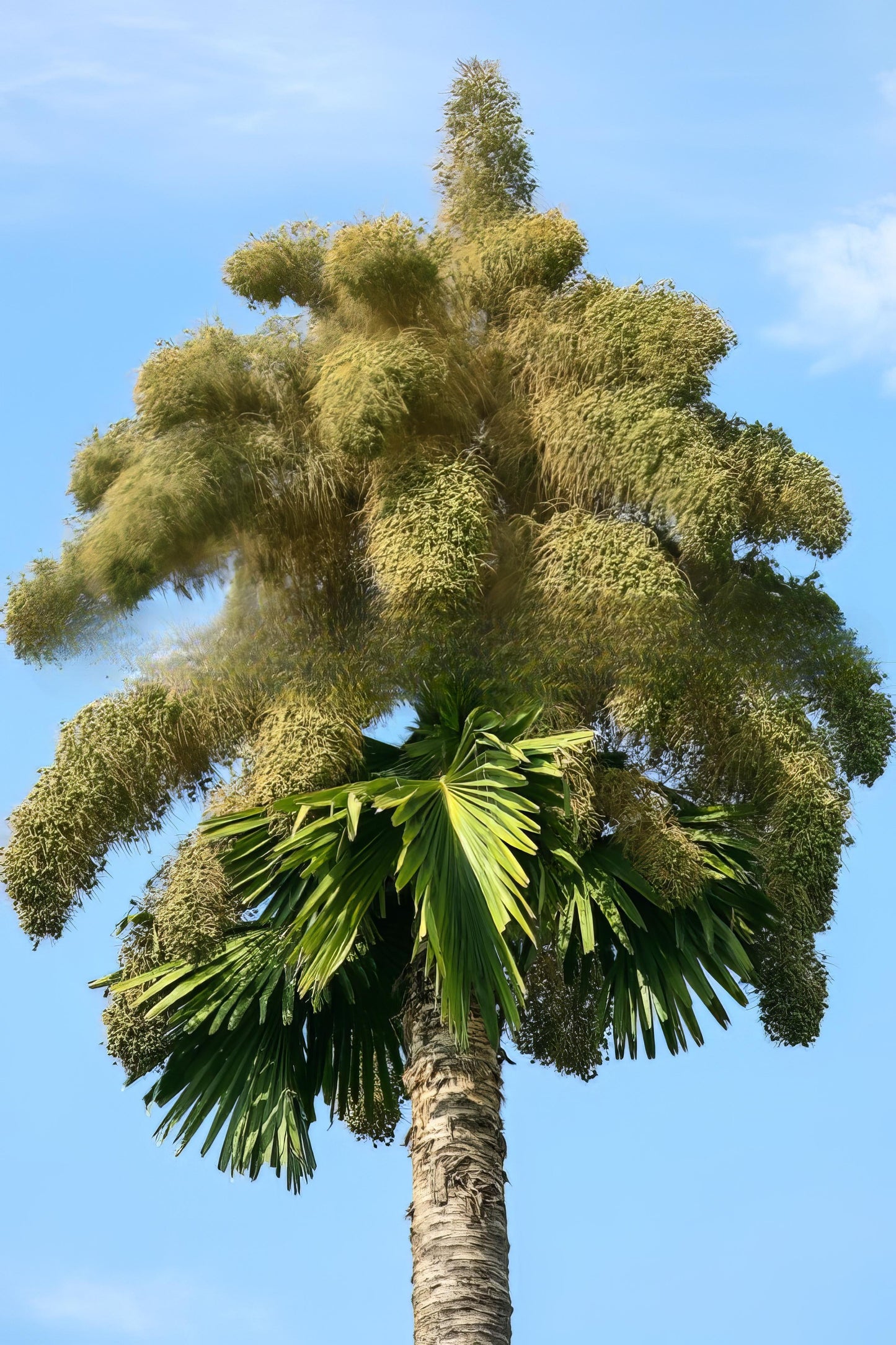 Corypha umbraculifera, Talipot Palm - 5 x  fresh seeds