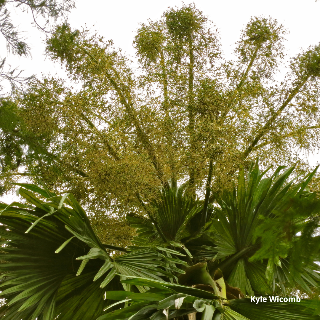 Acorypha Corypha umbraculifera – Talipot Palm (Seeds) | VIRIAR