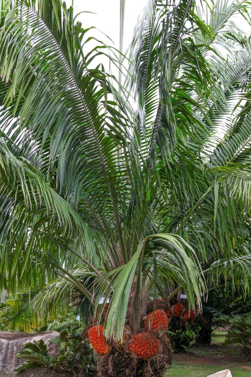 Elaeis oleifera, American Oil Palm - 10 x seeds fresh seeds