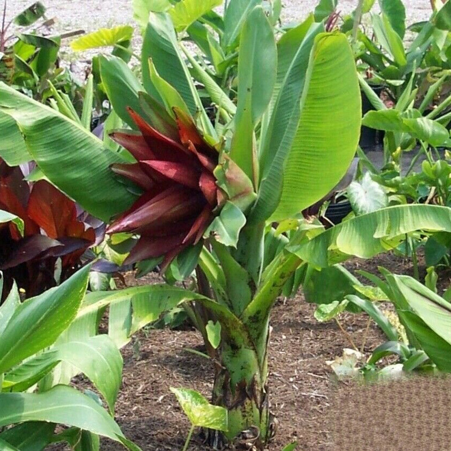Ensete lecongkietii, Orphan Banana - 10 x fresh seeds