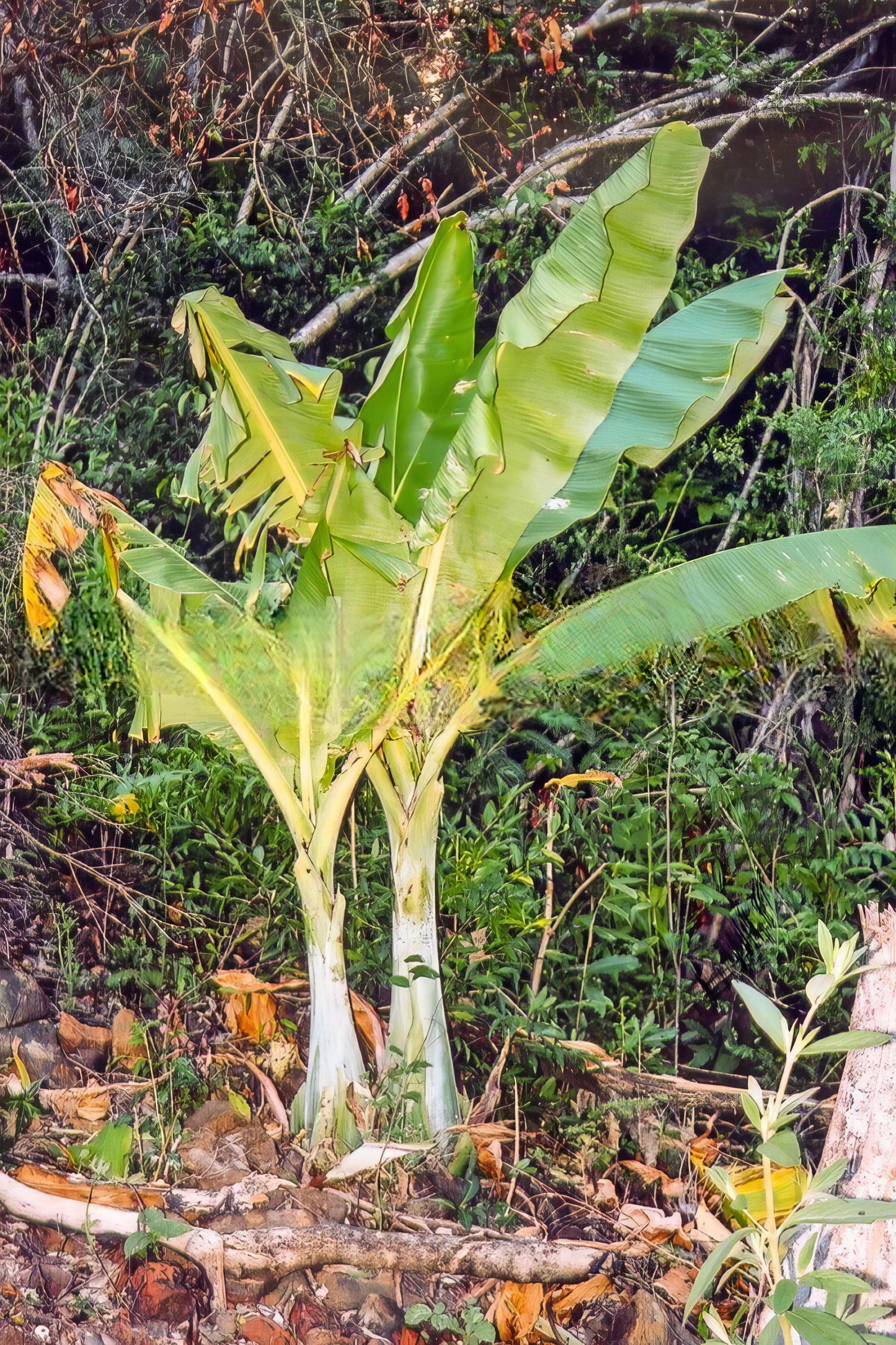 Ensete perrieri, Madagascar Banana - 5 x fresh seeds