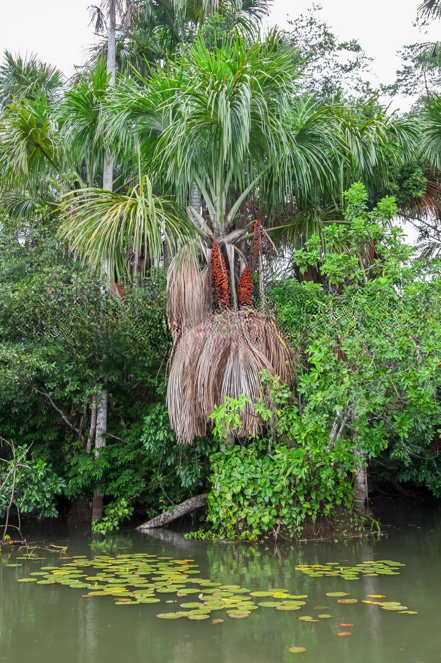 Mauritia flexuosa, Morete Palm - 3 x seeds fresh seeds