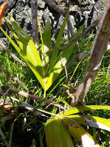 Howea forsteriana - Kentia Palm palm tree