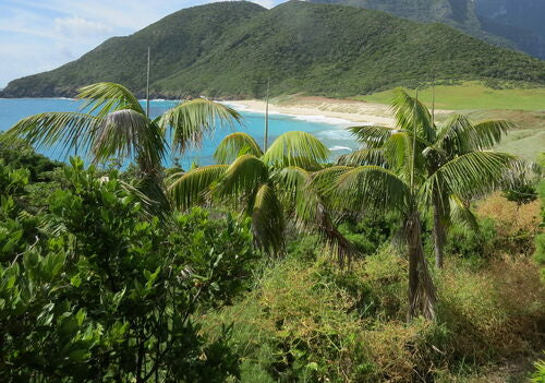 Howea forsteriana growing in natural habitat