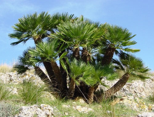 Chamaerops humilis - Mediterranean Fan Palm palm tree