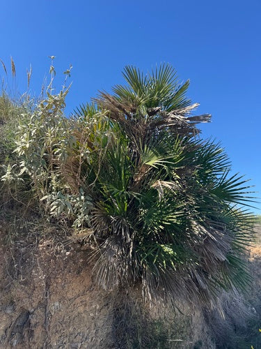 Chamaerops humilis leaves and trunk detail