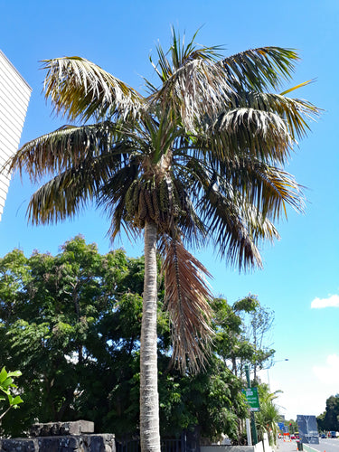 Howea forsteriana leaves and trunk detail