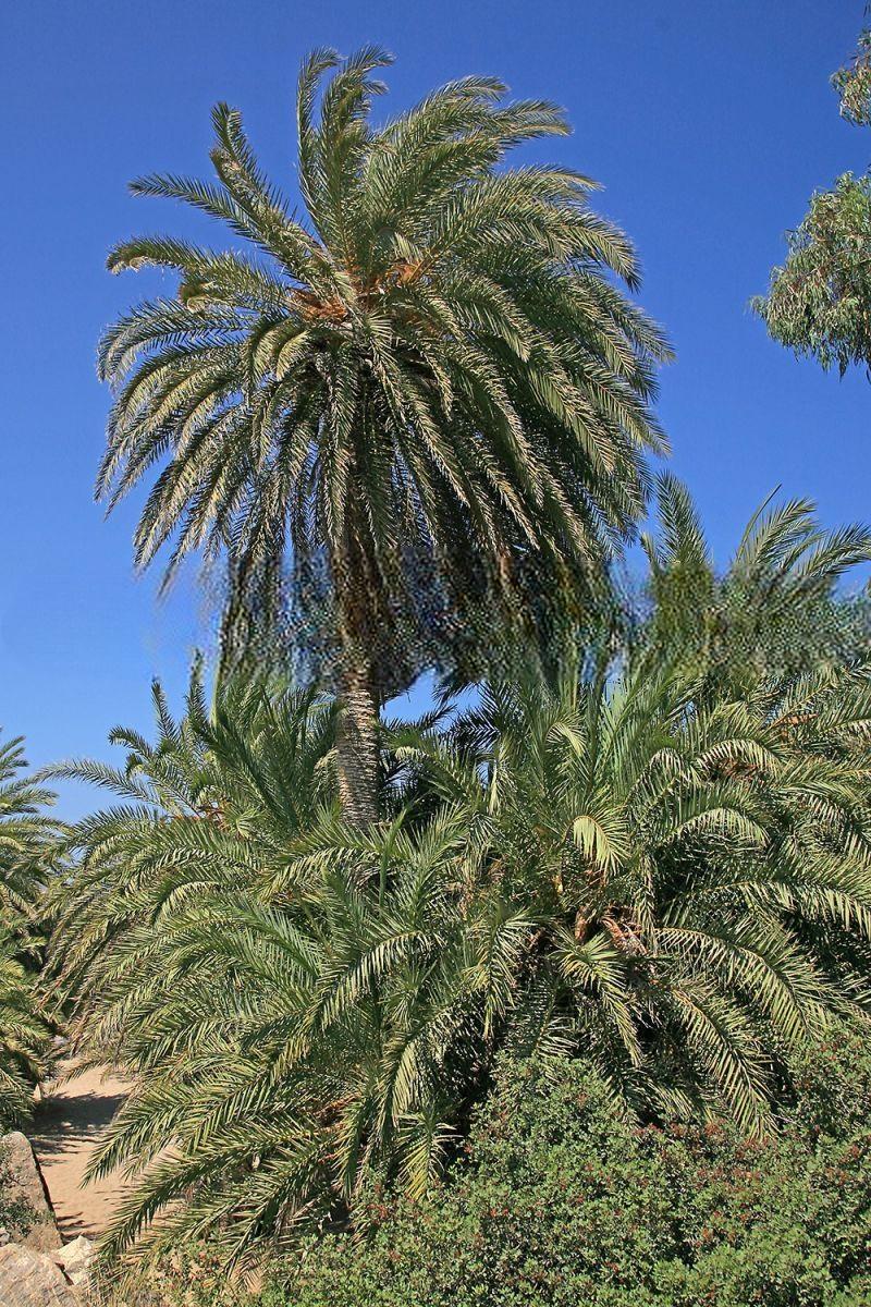 Phoenix theophrasti, Cretan Date Palm - 15 x seeds fresh seeds