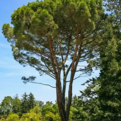 Pinus gerardiana "Kohistan"