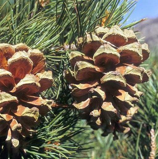 Pinus gerardiana « Kohistan » – Pin de l'Himalaya – graines xxxxx