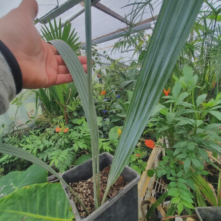 Bismarckia nobilis 'Silver'