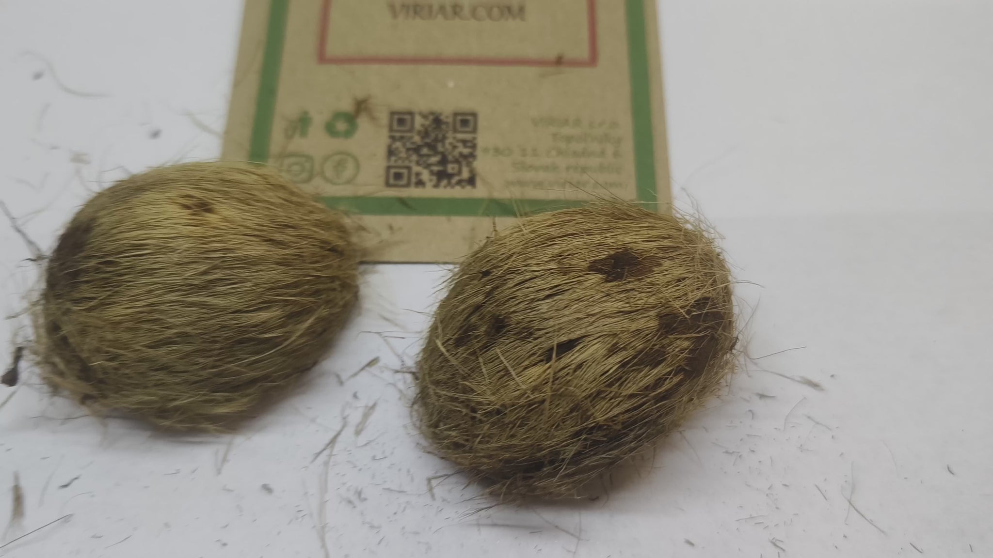 Borassodendron machadonis (Machado's Palm)-seeds