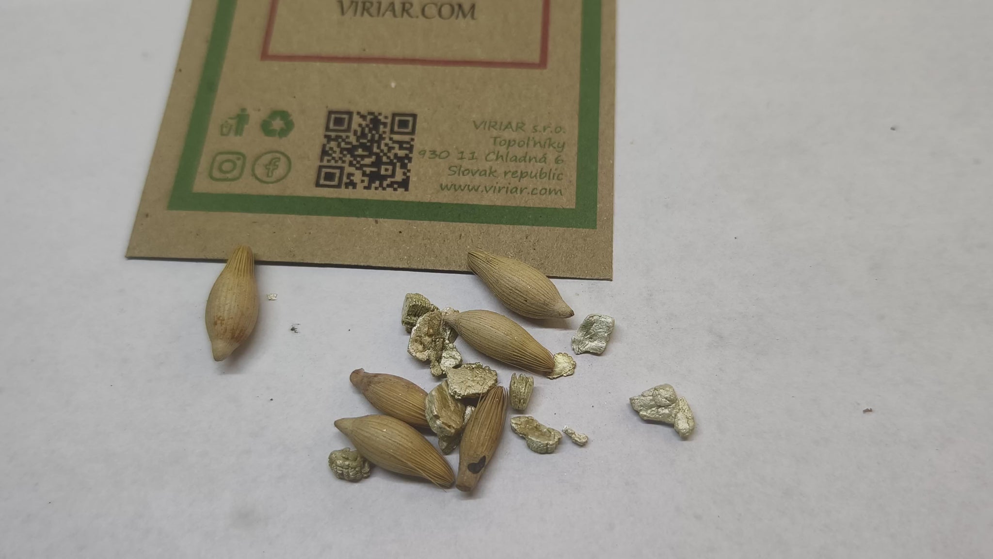 Areca triandra (Triple Coconut Palm) - seeds