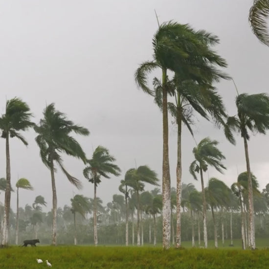 Roystonea borinquena  Puerto Rican Royal Palm-video