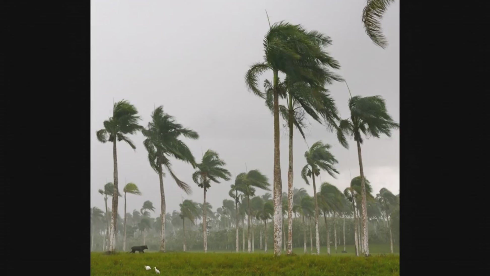Roystonea borinquena  Puerto Rican Royal Palm-video