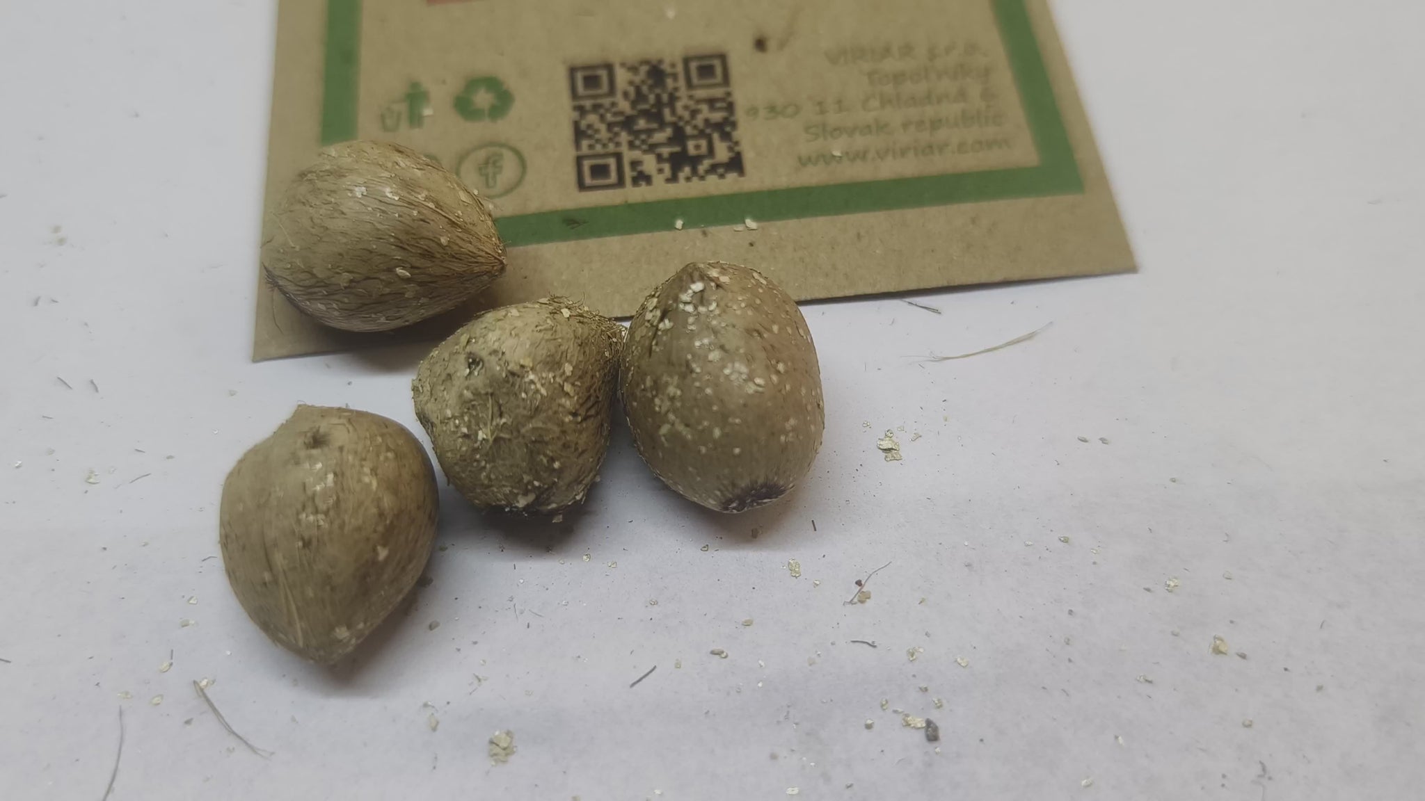 Bactris gasipaes (Peach Palm) - seeds