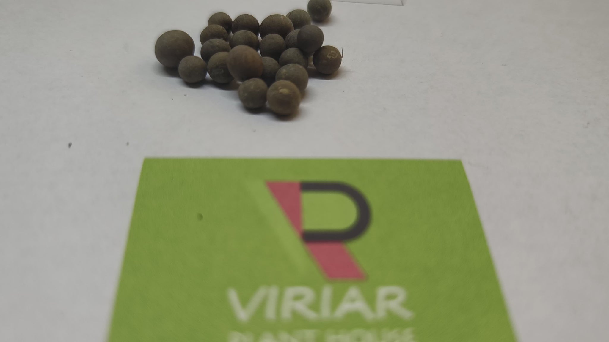 Ravenea rivularis (Majesty Palm) seeds