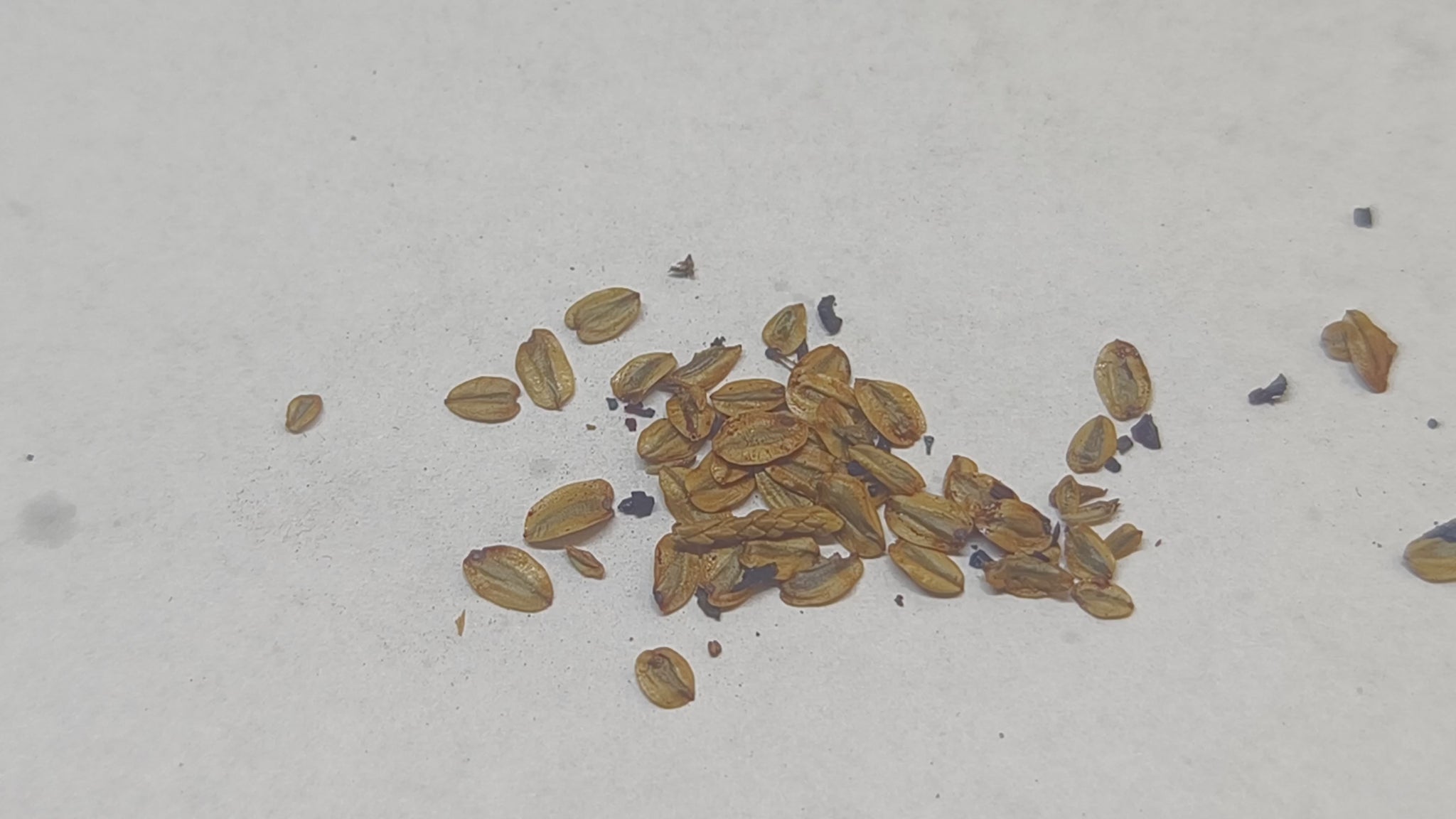 Sequoiadendron giganteum (Giant Sequoia, seeds, video