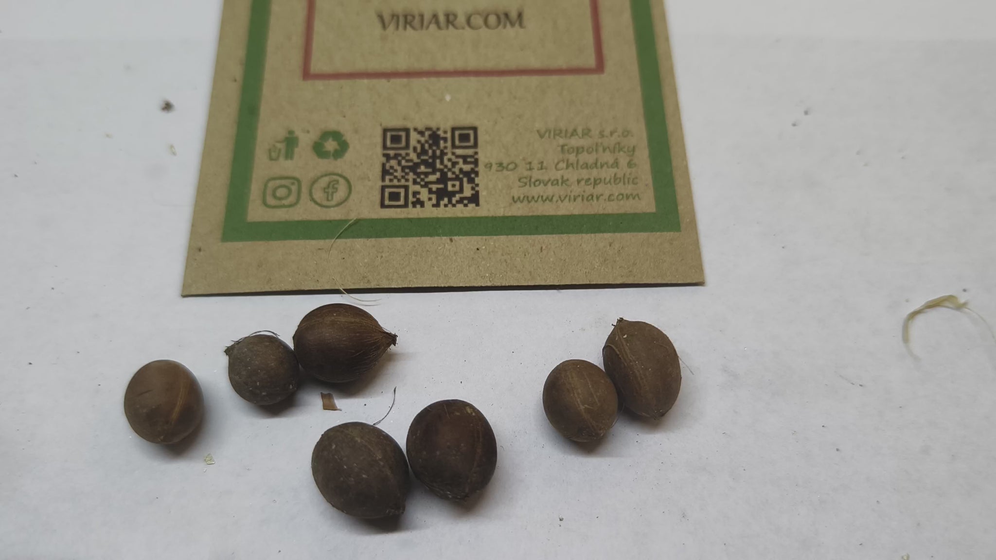 Syagrus weddelliana - seeds