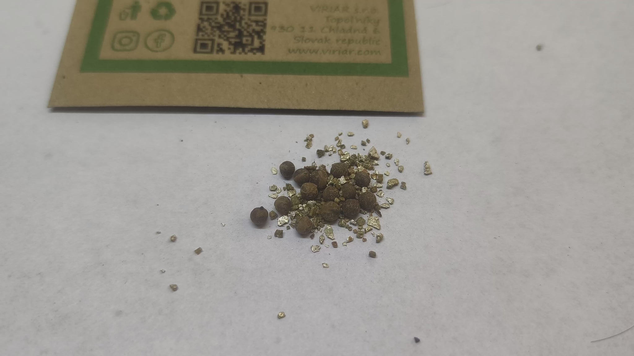 Basselinia gracilis (Graceful Palm) - seeds