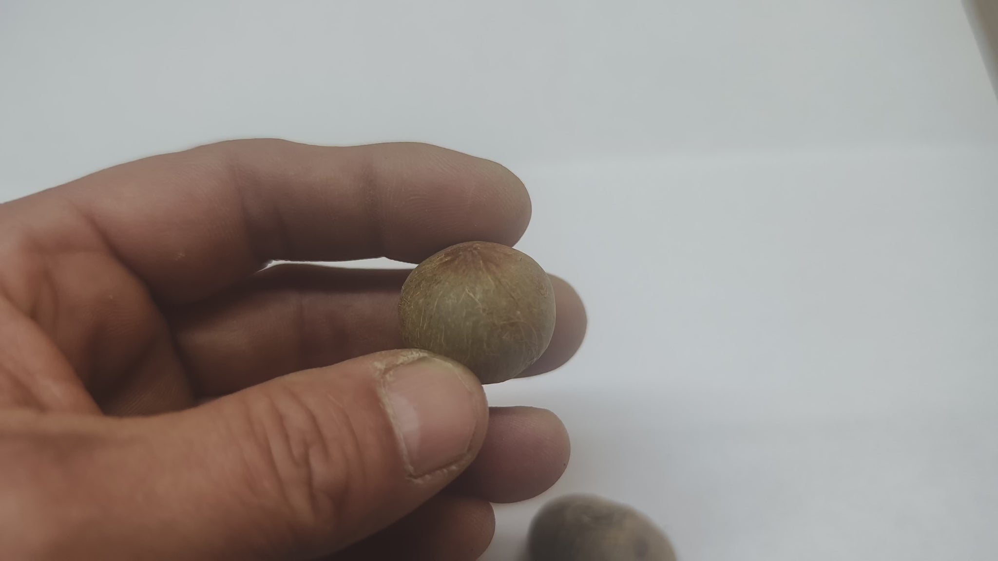 Jubaea chilensis 'Blue' (Blue Chilean Wine Palm) video, seeds