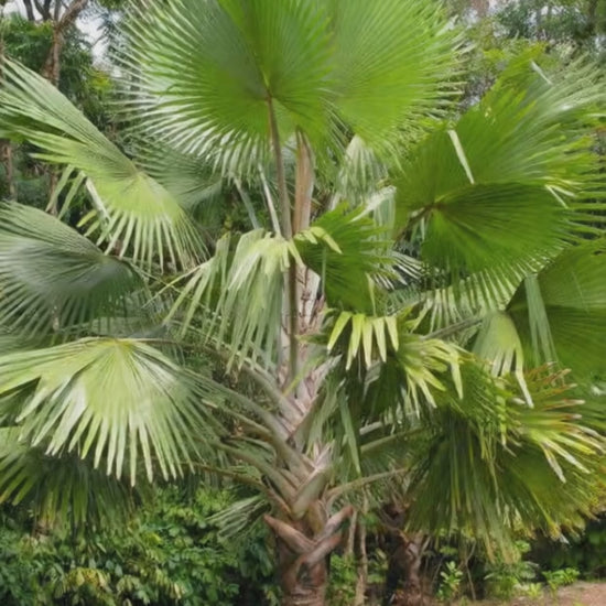 Bismarckia nobilis 'Mayotte'