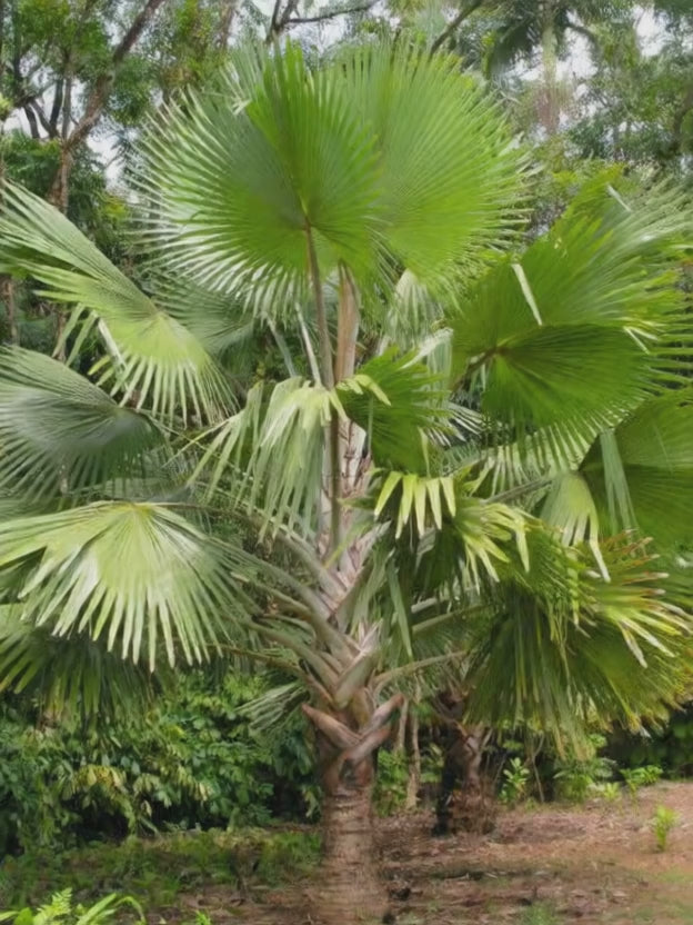 Bismarckia nobilis 'Mayotte'