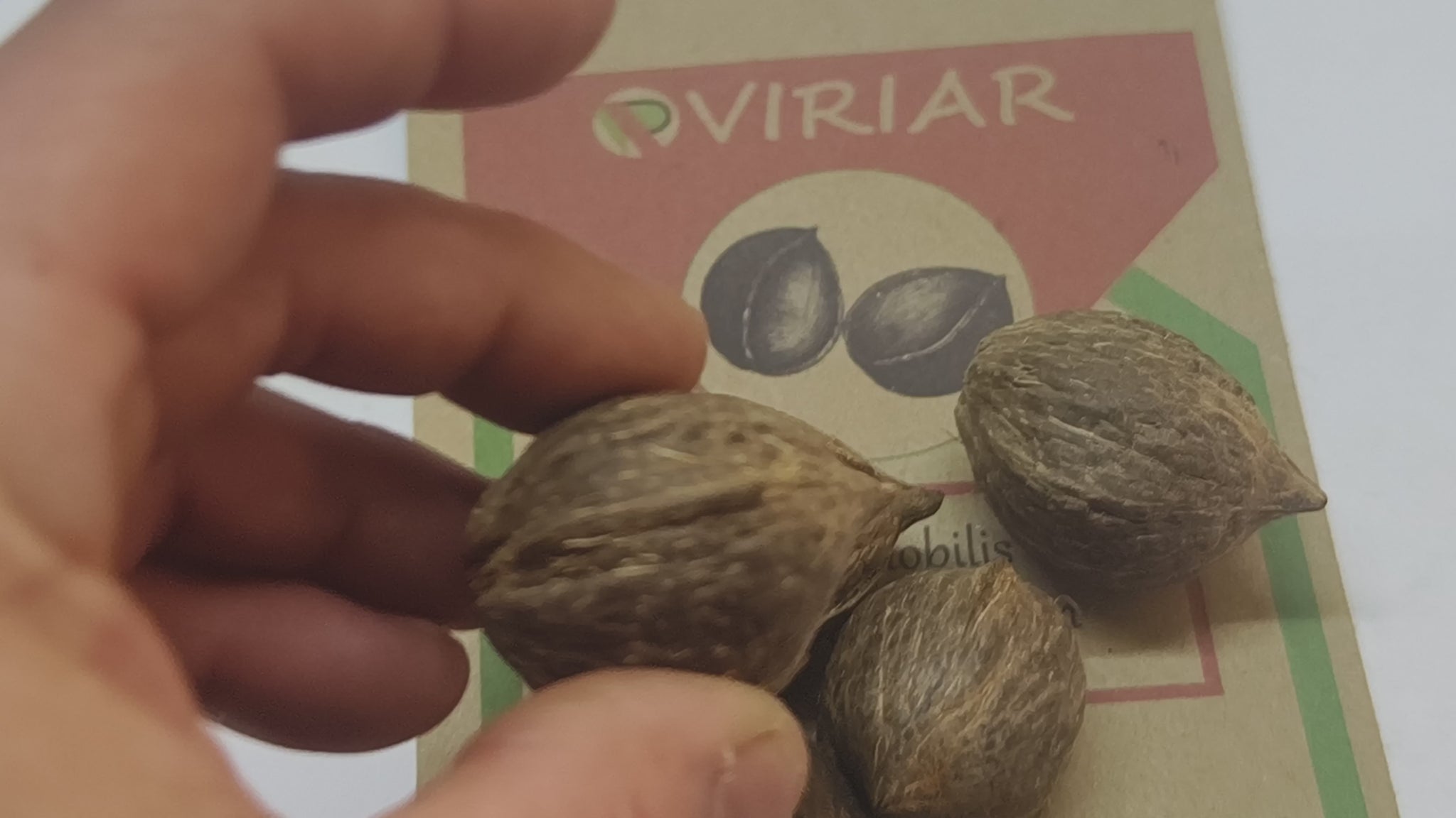 Parajubaea cocoides - Mountain Coconut, Coco Cumbé,seeds, video