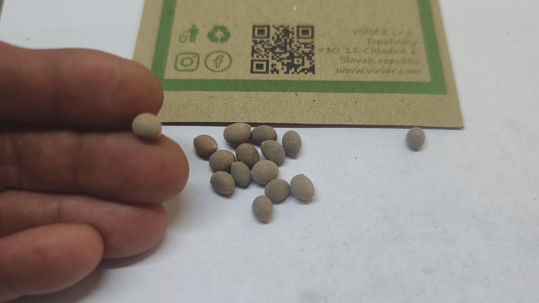 Brahea sp. 'Super Silver' (Super Silver Hesper Palm) - seeds
