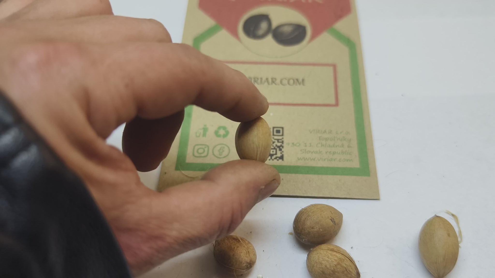 Beccariophoenix madagascariensis - seeds