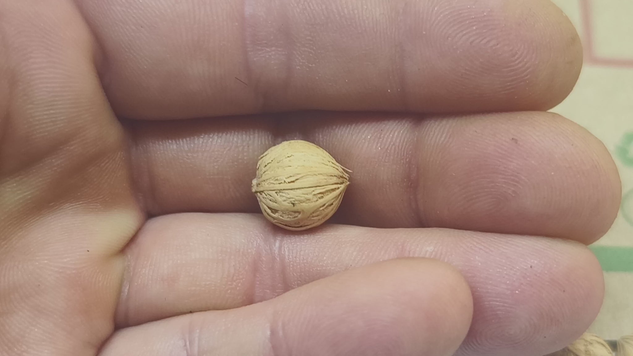 Archontophoenix cunninghamiana, seeds, video