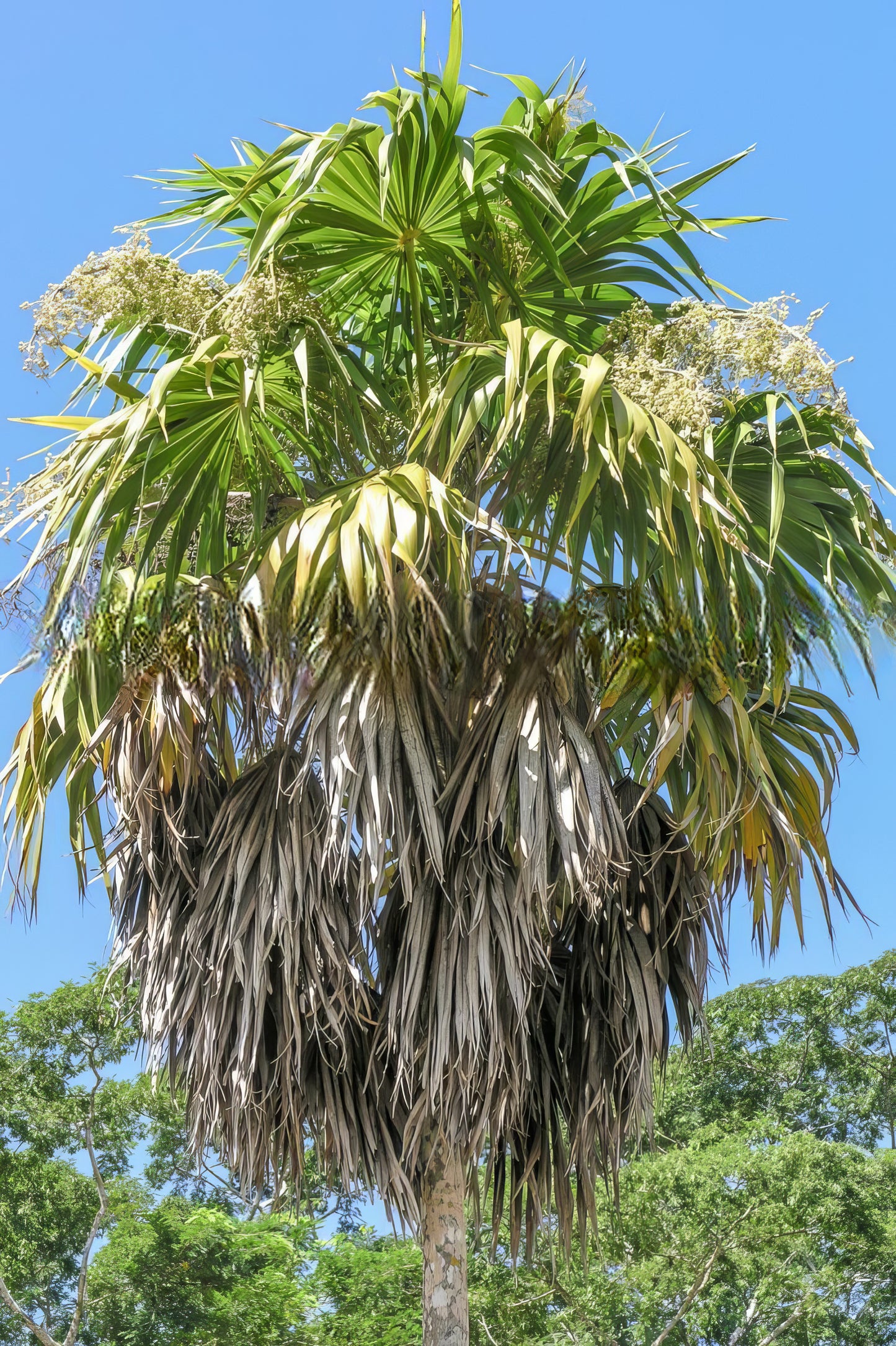 Thrinax radiata, Florida Thatch Palm - 25 pieces fresh seeds
