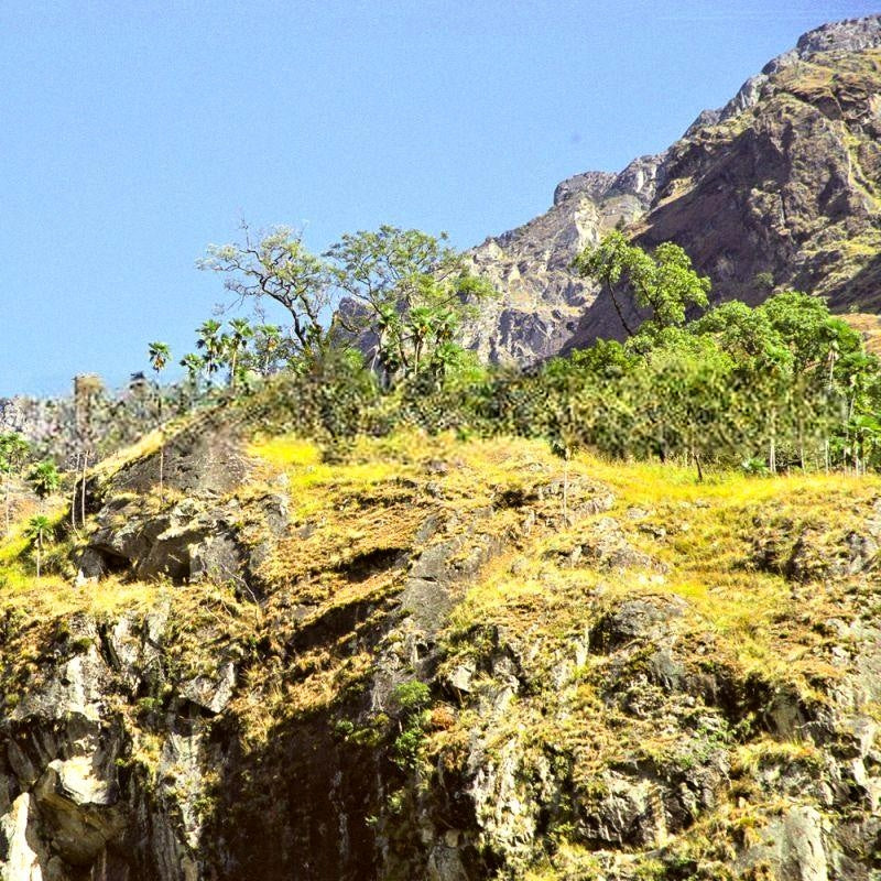 Trachycarpus martianus 'Nepal' - 10 X graines fraîches - Résistant au froid 10°F (-12°C).