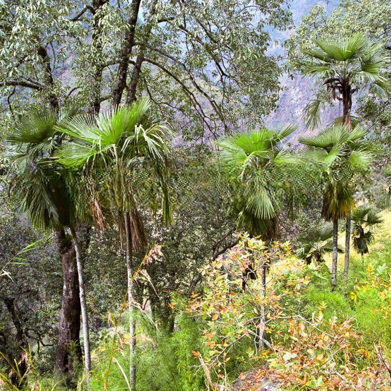 Trachycarpus martianus 'Nepal' - 10 X graines fraîches - Résistant au froid 10°F (-12°C).