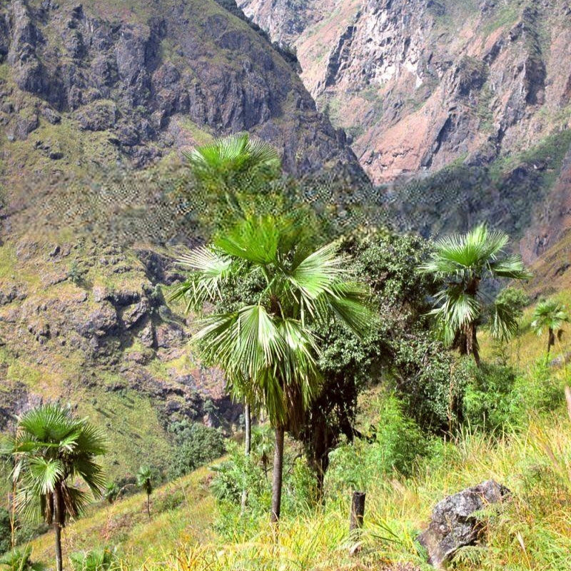 trachycarpus-martianus-nepal