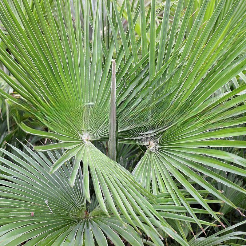 trachycarpus-martianus-nepal
