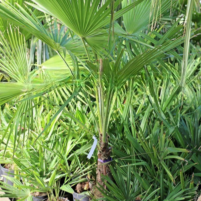 Trachycarpus martianus 'Nepal' - 10 X graines fraîches - Résistant au froid 10°F (-12°C).