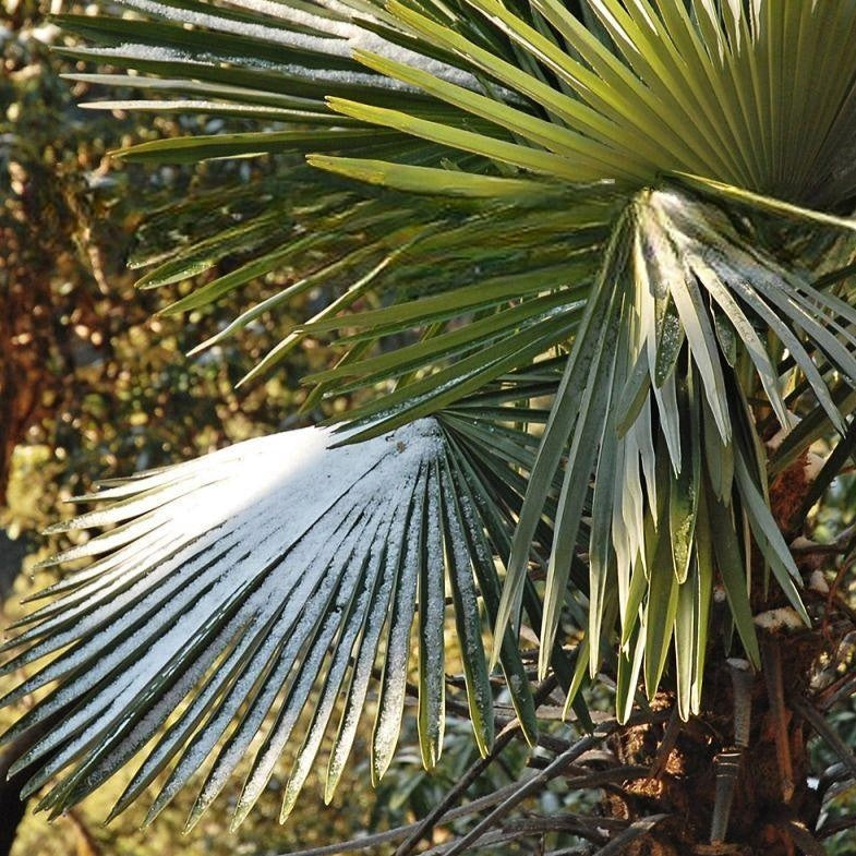 Takil Trachycarpus takil – Kumaon Fan Palm ️ (Seeds) – VIRIAR